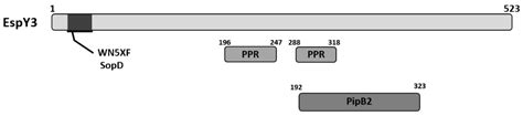Novel Effector Protein EspY3 of Type III Secretion System from ...