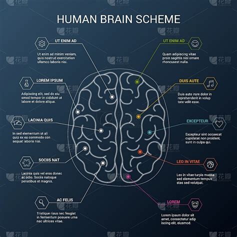 人脑 的图像结果