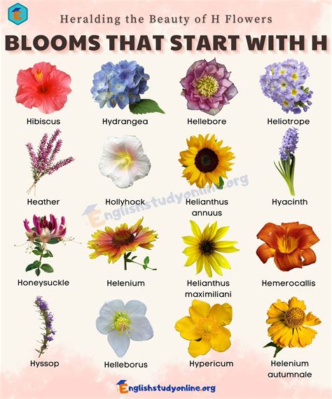 Flowers That Start With Ma at William Woodard blog