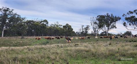 YellowScone Easter Cattle Muster & Campout, YellowScone Camping ...
