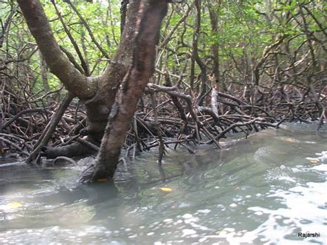 Mangrove creek, baratang island, India - Top Attractions, Things to Do ...
