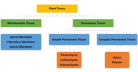 Anatomy of Flowering Plants
