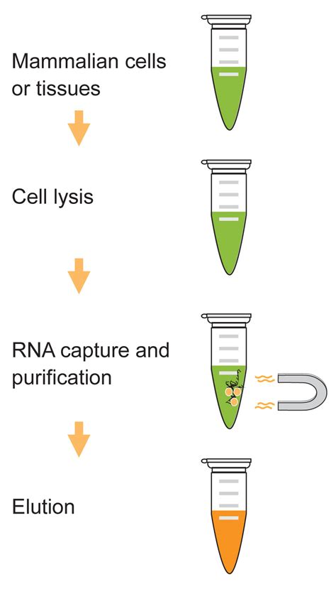 DNA RNA Extraction Process 的图像结果