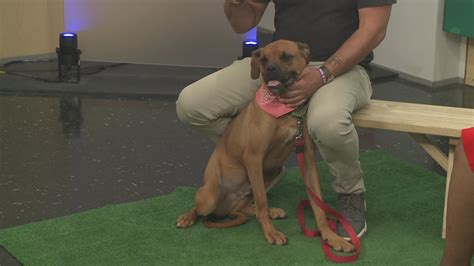 Ready Pet GO! Friendship APL visits 3News with Roy Jones Jr. the dog ...
