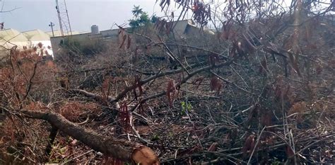 Madhya Pradesh: National Green Tribunal Forms Joint Panel Over ...