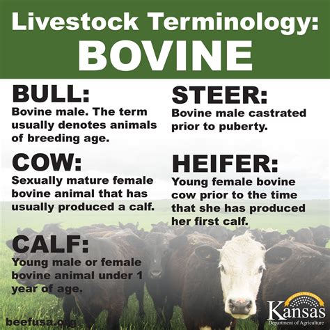 Cow vs Heifer vs Steer vs Bull: Understanding the Differences