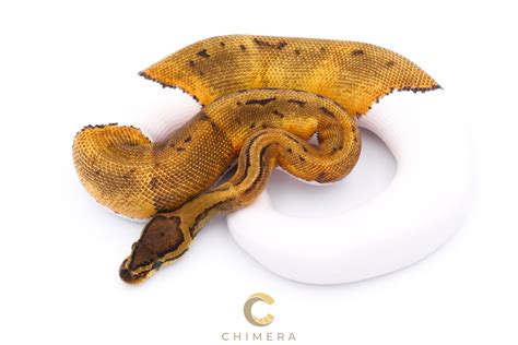 Image result for Chimera Ball Python