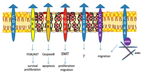 Cholesterol and Sphingolipid Enriched Lipid Rafts as Therapeutic ...
