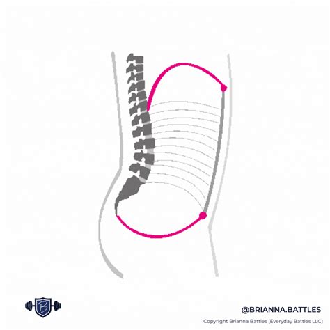 Core and Pelvic Floor Basics - pregnancyandpostpartumathleticism.com