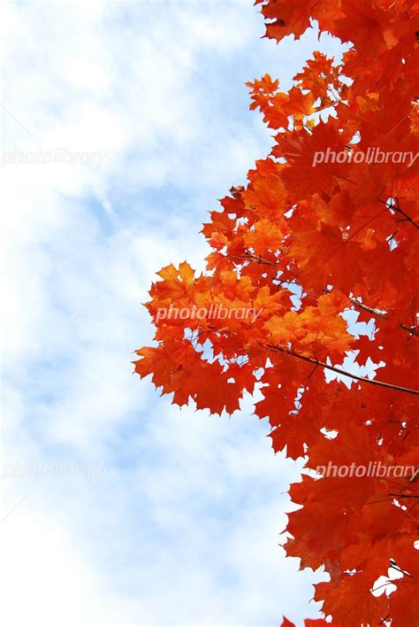 Image result for Database File Icon