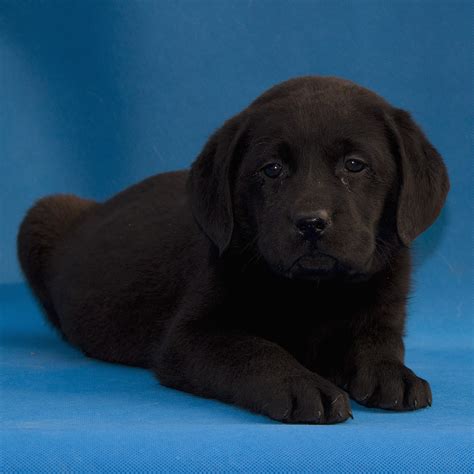 纯种拉布拉多犬幼犬狗狗出售 宠物拉布拉多犬可支付宝交易 拉布拉多犬 /编号10091501 - 宝贝它