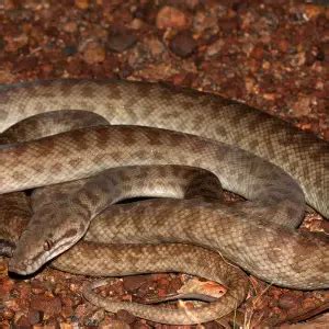 Children's Python Feeding 的图像结果