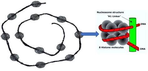 DNA Structure and Function - BioChemiThon - What is dna made of