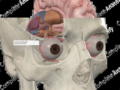 Image result for Lamina Terminalis Embryonic Development