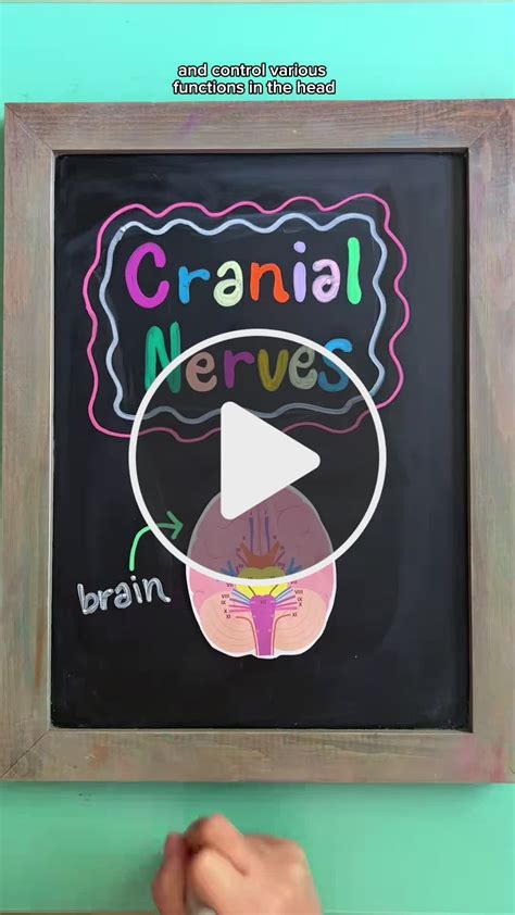 🧠 CRANIAL NERVES 🧠 Cranial nerves originate in the brain and are ...