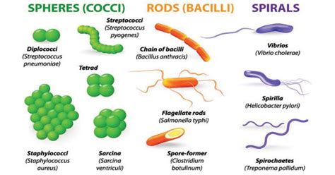 Image result for Types of Bacteria Classification