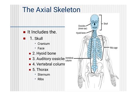 axial skeleton human anatomy. Mbbs....pdf