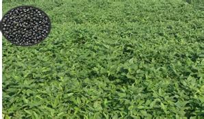Indian Institute of Pulses Research