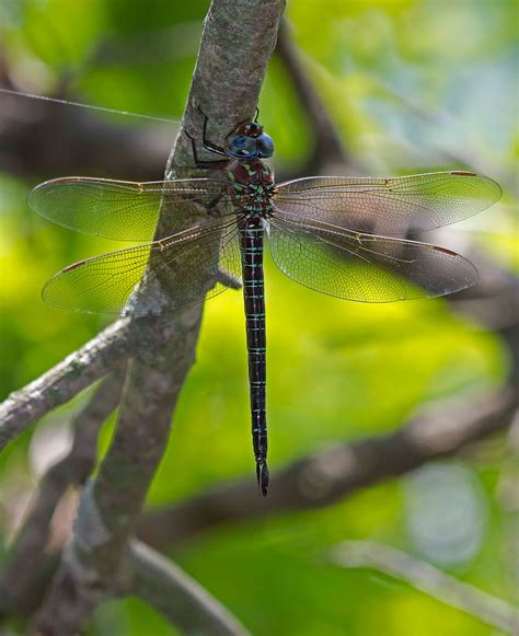 Illinois Natural History Survey: Dragonflies