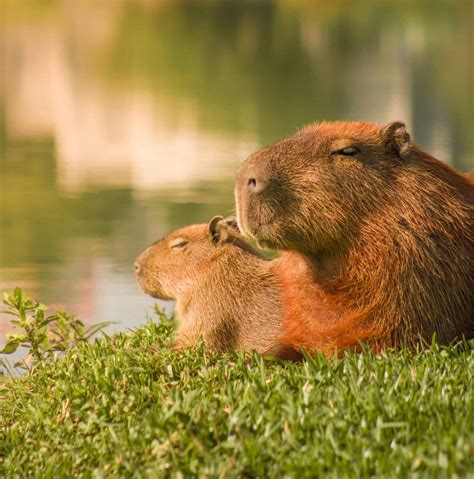 What Do Capybaras Eat? A Guide to Their Diet and Health