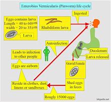 Image result for vermicularis