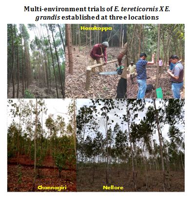 Institute of Forest Genetics and Tree Breeding, Coimbatore