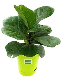 PlantMela Ficus Lyrata Fiddle Leaf Fig Plant with Self Watering Pot ...