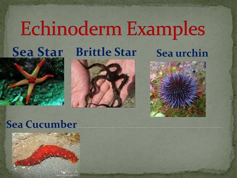 Echinoderms Examples 的图像结果
