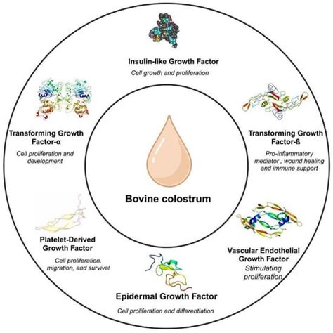 Revealing the Potency of Growth Factors in Bovine Colostrum