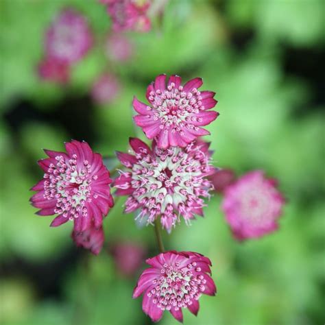Buy great black masterwort Astrantia major 'Rubra': Delivery by ...