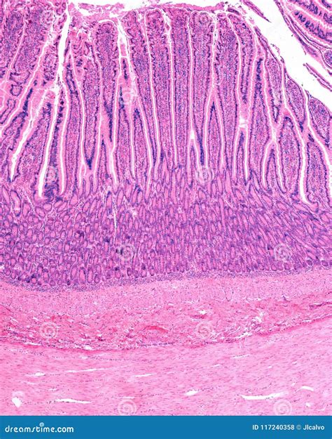 Small Intestine Slide Layers Solved Histology Of The Alimentary Canal