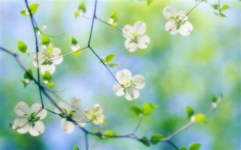 Dogwood Flowers HD wallpaper | 1920x1200 | #22801