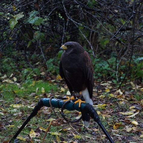 NEW ENGLAND FALCONRY (Hadley): Ce qu'il faut savoir pour votre visite ...