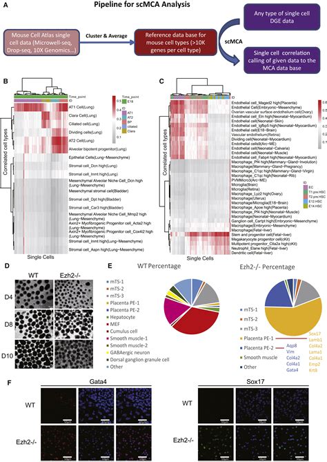 Mouse Cart Cell Image 的图像结果