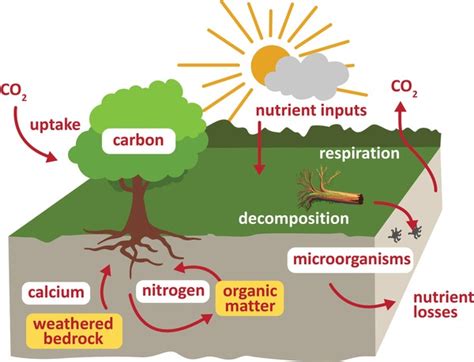 Abiotic component Types 的图像结果