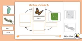 Life Cycle of a Flower Cut and Paste Activity (teacher made)