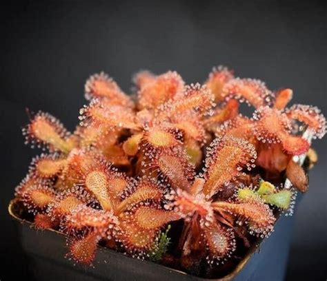 Elegant Sundew - Drosera venusta - Rare Carnivorous Species seeds ...