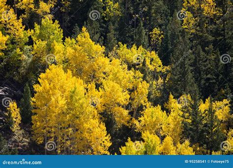 Colorado Aspen Autumn Fall Colors Stock Image - Image of scenic, colorful: 95258541