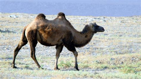 Gobi Desert Plants And Animals