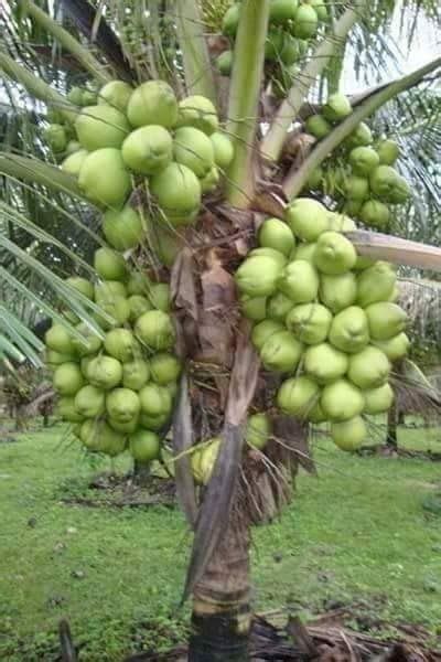 Vietnam Hybrid Coconut Tree Fruit Plant : Amazon.in: Garden & Outdoors