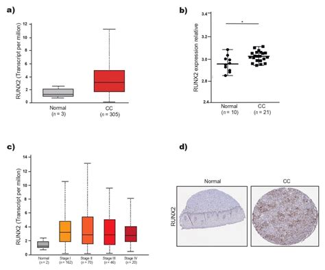 miR-218-5p/RUNX2 Axis Positively Regulates Proliferation and Is ...