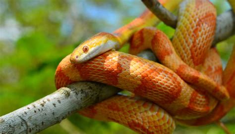 Corn Snake Diet