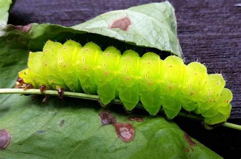 Luna Moth– Identification, Life Cycle, Facts & Pictures