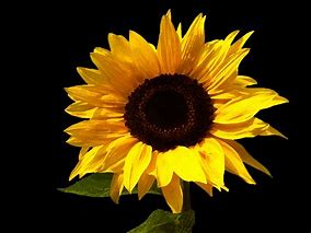 Image result for Sunflower Craft for Preschoolers