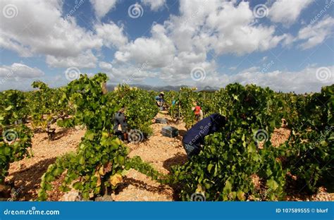 Collecting Grapes at Countryside Fields in Mallorca Editorial Image ...
