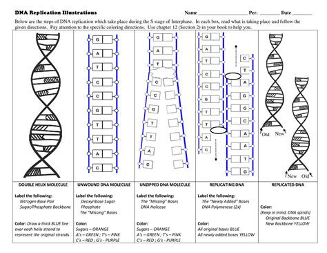 Image result for DNA Replication Worksheet Answer Key
