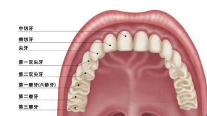 尖牙和虎牙的区别图片 尖牙是虎牙吗 - 随意优惠券