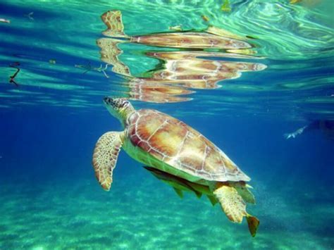 Las tortugas les esperan en Akumal | Meer