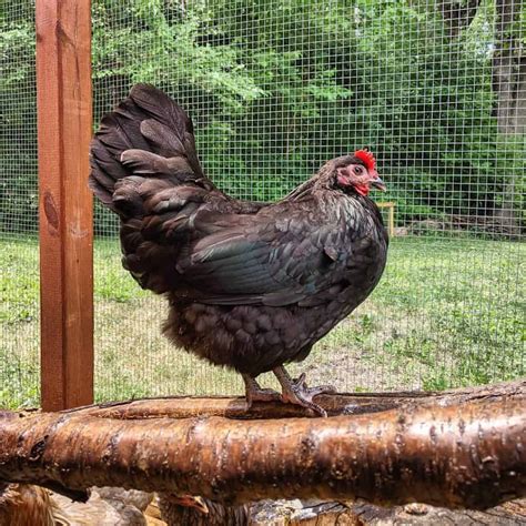 Top 8 Friendliest Chicken Breeds (Best Pet Chickens With Pictures)