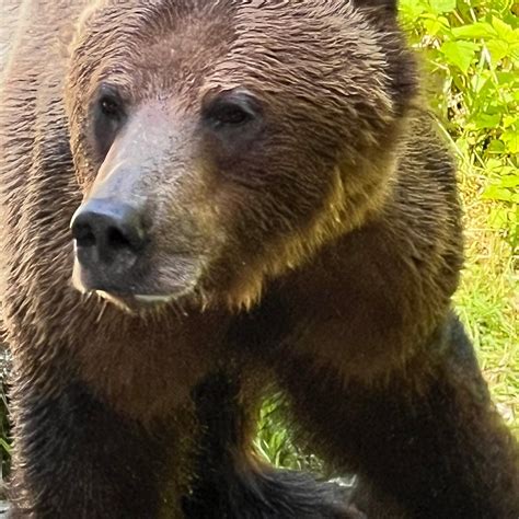 THE LODGE AT WHALE PASS - Lodge Reviews & Photos - Tripadvisor